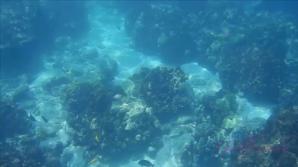 Snorkeling and playing with Sophia Leone.